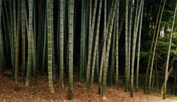 SCENERY Bamboo`BM 21